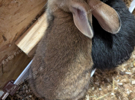 4 pure new Zealand bucks available. 2 rare colours