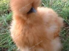 Bearded silkie hatching eggs