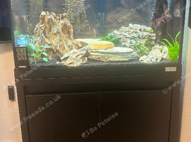 90L Fluval fish tank and fish + filter and led light