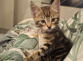 11 week old kitty now time to have a home