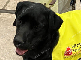 My beloved Black Labrador KC REG