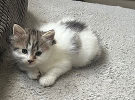 Kittens