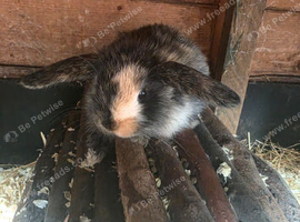 Male lop available