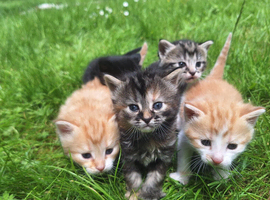 Kittens looking for their forever homes