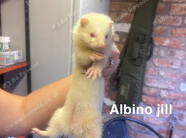 15 mixed ferrets for sale
