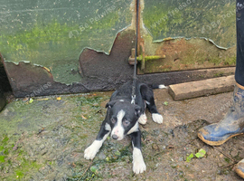 Border Collie