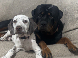 Rottweiler X Dalmatian spaniel pups