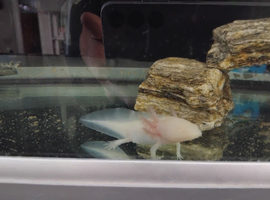 Albino axolotl