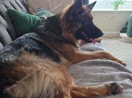 GSD. Litter of 3 - 1 sable boy available