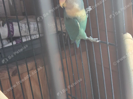 Male lovebird with cage