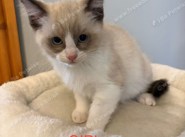 RAGDOLL X SNOWSHOE