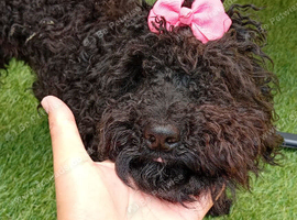 Cockapoo black girl