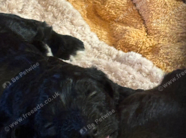 Jackapoo/cockerpoo