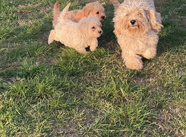 Miniature cavapoos