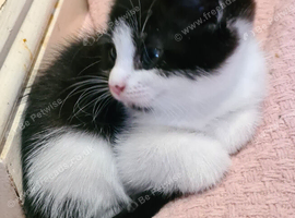 Beautiful and very sweet kittens