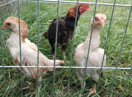 Trio of young ko shamo