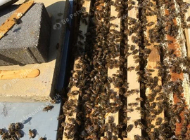 5 Frame Nuc - with queen and braod Honey Bees - local born in my hives