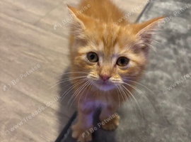Male ginger kitten