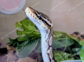 Pastel royal python male friendly plus 4ft arboreal vivarium