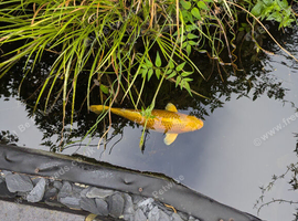 Beautiful Golden Koi Fish - For Sale