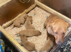 Fox red Labrador pups