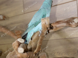 Baby Blue Ring Neck Talking Parrots,3