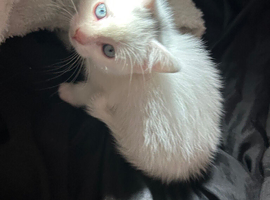 Beautiful litter from my tabby cat