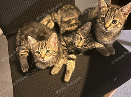 Kittens