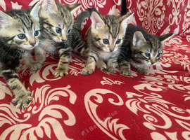 Kittens looking for there for ever homes