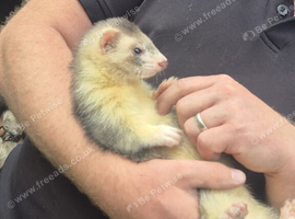 Ferret kits