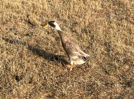 One breeding Indian Runner Drake