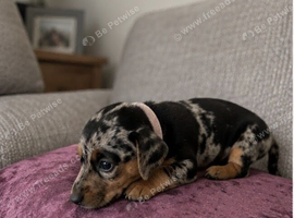 Miniature dachshund puppy&rsquo;s