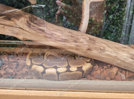 4 female royals pythons