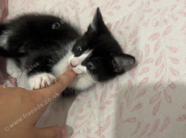 Selling kitty