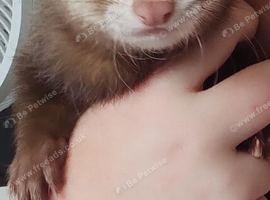 Female ferret