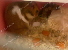 Hamster with Cage and Lots of Toys