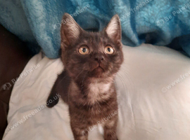 Sold Sold Kitten half British longhair and An American Shorthair