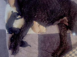 Standard poodle puppies