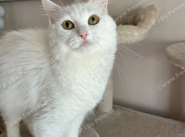 Stunning pure white Persian cross girl 2years