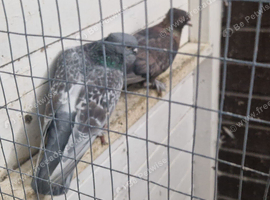 Fancy pigeons for sale