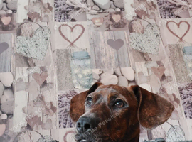 Dave dog