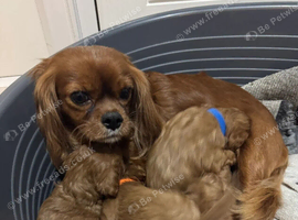 Beautiful Cavalier King Charles Spaniel Puppies