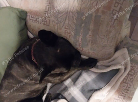 2 year old Frenchie for sale