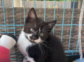 Last kitten !!!! Little boy