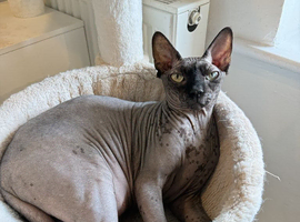 Male neutered loving cat looking for a new home