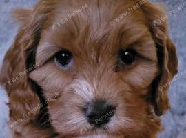 Cockapoo Puppies