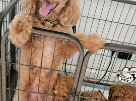 Red Toy Poodle Pups for sale