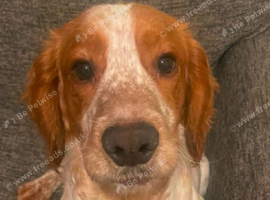 Albi