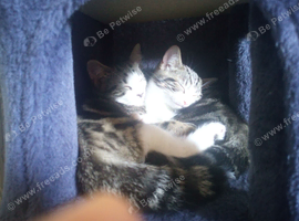 Tortico Kittens need a new home