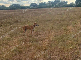 Four months old Suzuki Lurcher boy